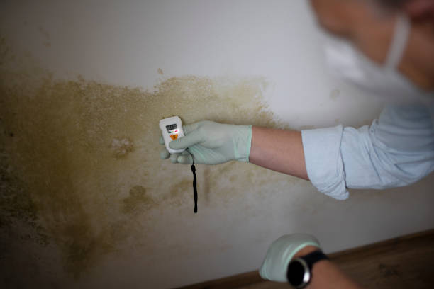 Best Toxic Mold Removal  in Westchester, FL