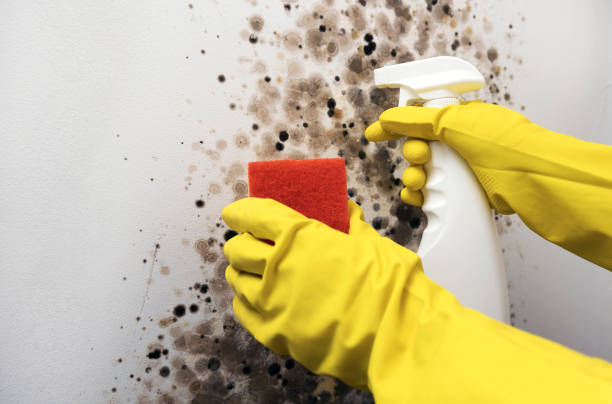 Best Residential Mold Removal  in Westchester, FL