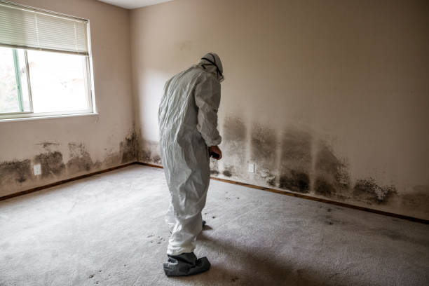 Mold Testing and Removal in Westchester, FL