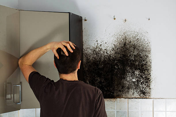 Best Black Mold Removal  in Westchester, FL